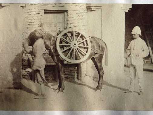 The 2nd of a series of 6 photographs intended to demonstrate the loading of a complete ‘Screw-Gun’ on six mules, showing an Anglo-Indian soldier guiding the mule. This one is loaded with the two iron-rimmed wooden wheels and some other parts for the 7 Pounder RML (Rifled Muzzle Loading) gun, fastened on a special pack-saddle.
Every load had an average weight of 200 pounds.
The copy of this photograph, kept at the Royal Artillery Museum, shows two officers. Probably to the right, in a white uniform, stands Major T. Graham, commanding the No. 6 Battery, 8th Brigade Royal Artillery, to the left is Captain J.C. Robinson standing.