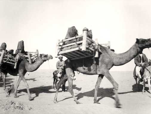 |RS 246|
Zwei Kamele aus der Hochzeitskarawane mit Traggestellen für turkmenische Frauen. Die begleitenden Männer reiten auf Eseln.